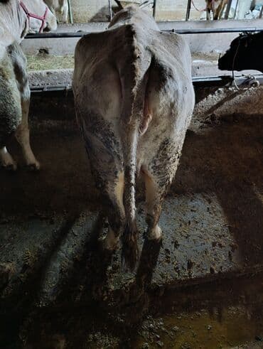 Продаю | Корова (самка) | Для разведения | Привязанные