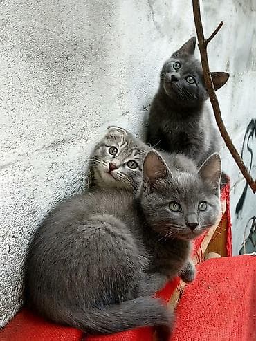 Скотиш Страйт (Шотландская прямоухая), 2 месяца, Мальчик, Серый, Приучена к лотку