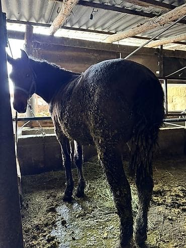 для лошадей: Продаю | Конь (самец) — 2