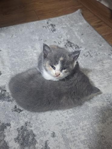 канадский сфинкс котята: Котята домашние, пушистые комочки радости. мама на половину британка — 3