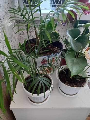 карликовый лимон купить: Антуриум (Anthurium andreanum) в горшке. - Эффектные красные — 7