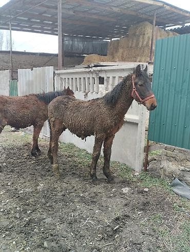 Башка жаныбарлар: Сатам | Бээ (ургаачы) | Жумушка | Асыл тукумдуу — 9