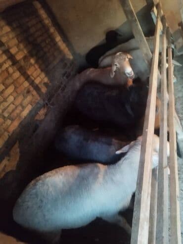 Аквариумы: Продаю | Овца (самка) | На забой, Для разведения — 4