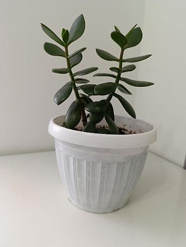 hero 4 session: Суккулент «Денежное дерево» (Крассула овата) в горшке. - Компактный — 2