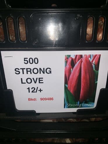 тюльпан оптом бишкек: Принимаем заказы на луковицу тюльпана, гиацинта, крокуса — 12