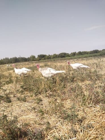 хомяк домашний купить: Продаю | Индюшка (самка) | На забой — 1