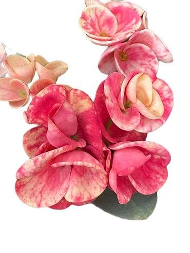 цветов: Декоративные кашпо и мини-вазоны для комнатных растений - Фигурные — 4