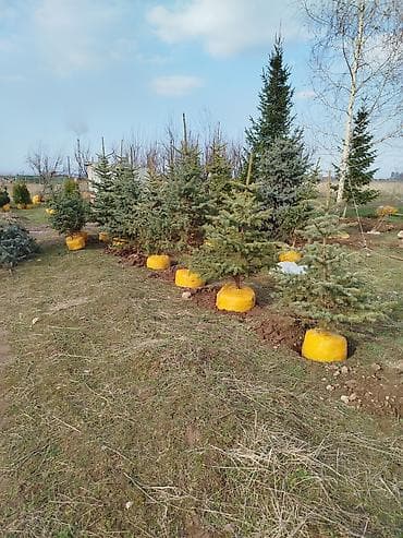 пересадка елки: Ели/хвойные деревья с комом земли для пересадки - Породы: ель (в т — 2