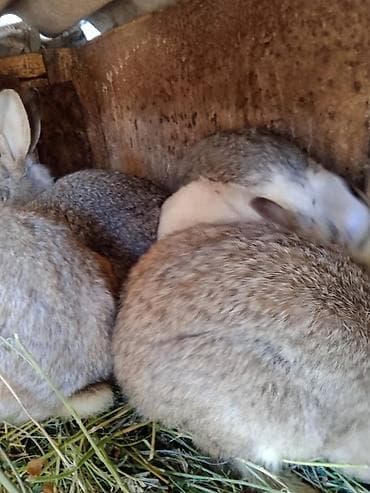 щенки охотничьих собак: Продаю | Кролик самец | Для разведения | Племенные — 6