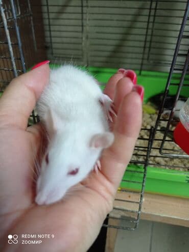 летучая мышь в кыргызстане: Крысы декоративные Сокулук — 2