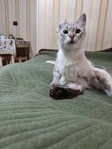 сямская кошка: Кошка даром: Сиамская, 1 год, Девочка — 2
