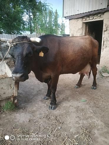 Продаю | Корова (самка) | Для разведения, Для молока | Стельные — 1