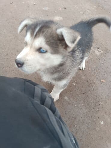 сколько стоят щенки мопса: Щенок хаски обмен на овчарку — 4