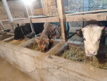 Продаю | Бык (самец) | На откорм | Привязанные