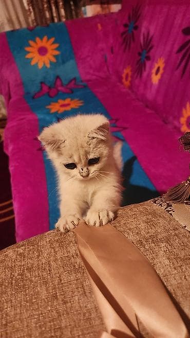британская короткошерстная кошка шиншилла: Британская короткошёрстная, 3 месяца, Мальчик, Серебристая шиншилла, Приучена к лотку — 3