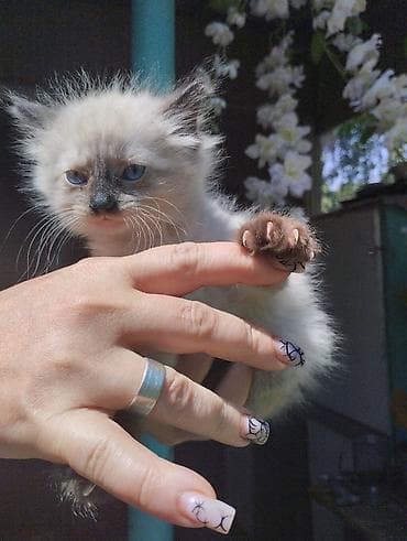 возьму котят: Очаровательные сиамские котята,пушистые девочки. Крысоловы.Пятнистый — 7