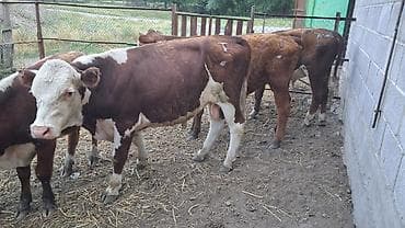 кой сойу: Продаю | Бык (самец) | На откорм — 3
