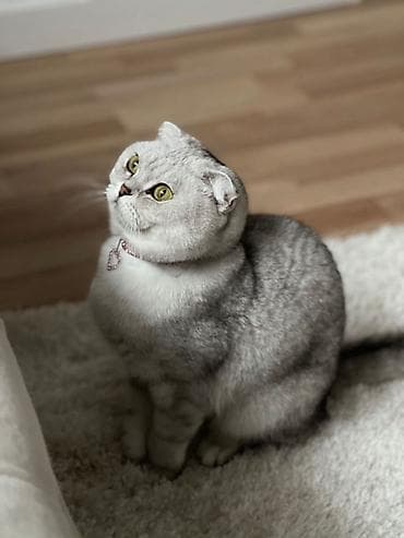 веслоухий кошка: Скотиш Фолд (Шотландская вислоухая), 4 месяца, Девочка, Серый, С документами — 4