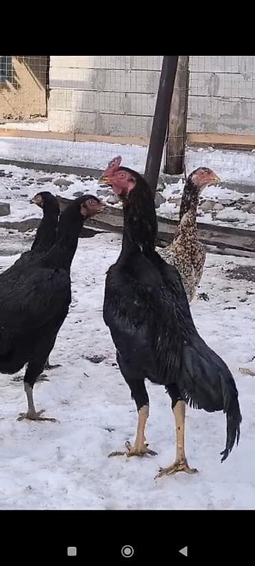 питбуль бои: Продаю | Петух | Бойцовая | Для разведения — 2