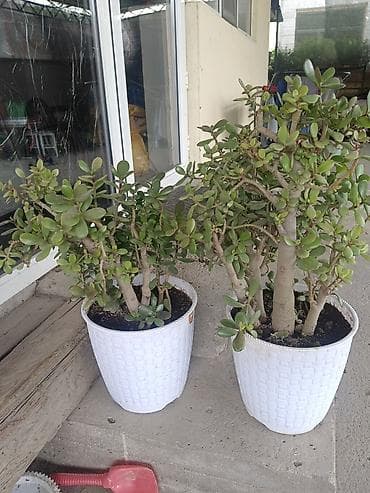 кала: Толстянка (Crassula ovata, денежное дерево) в декоративном кашпо. - — 7