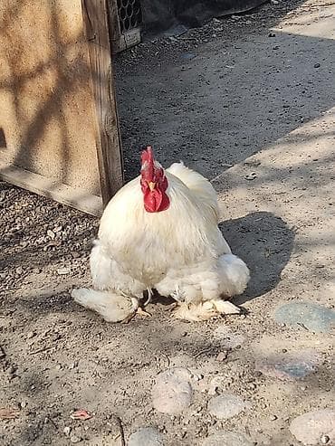 куры кучинские: Продаю | Петух | Кохинхин | Для разведения — 4