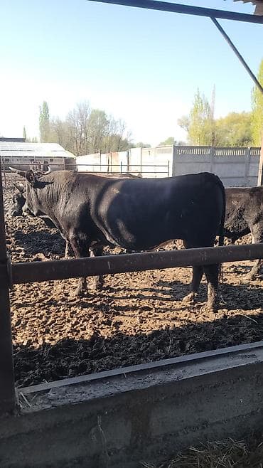 телята бельгийские: Продаю | Бык (самец) | На откорм — 1