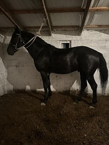 Коровы, быки: Продаю | Конь (самец) | Английская | Конный спорт — 7