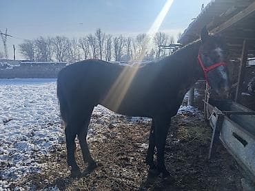 дакан атлас: Продаю | Жеребец | Полукровка | Рабочий — 5