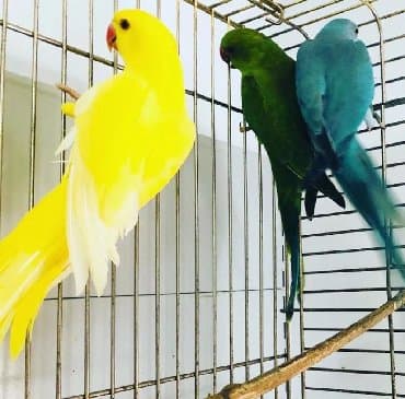домик для волнистых попугаев: Попугаи разных видов. Хорошо учатся говорить и приручаются к рукам. В — 2