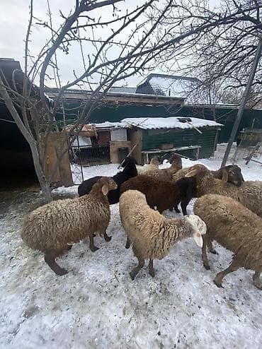 куплю куриные кости: Продаю | Баран (самец) — 8