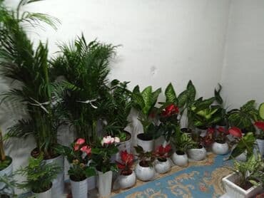 садовая скульптура: Комнатные растения и декоративные кашпо - Живые комнатные растения в — 6