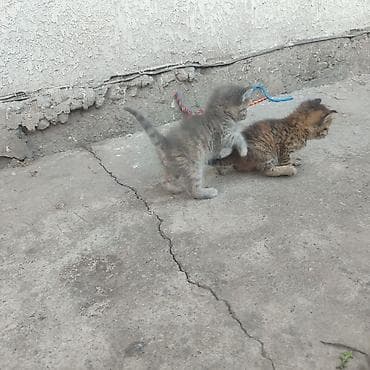 сфинксы котята: Котята, помёт из 4 малышей. Отдам даром в добрые руки в Бишкеке — 2