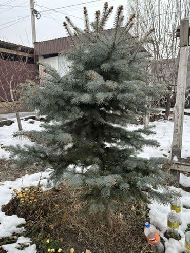 Кургаткычтар: Көчөттөр дарактардын: Карагайлар — 3