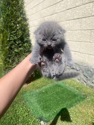 Шотландская вислоухая кошка - Возраст: ранний (малыш на натуральном