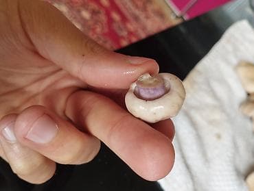 лису: Синеножки — свежесобранные лесные грибы. Описание: - Шляпки — 3