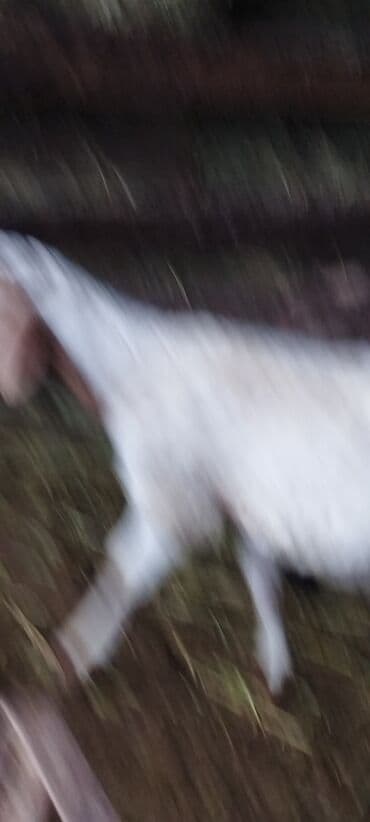 собака курцхаар: Сатам | Кочкор (эркек) | Союуга — 1