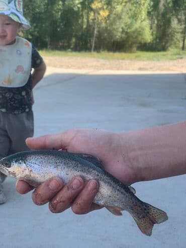 костюмерная винтаж дворец спорта ( костюмерная фея) бишкек: Свежий — 1
