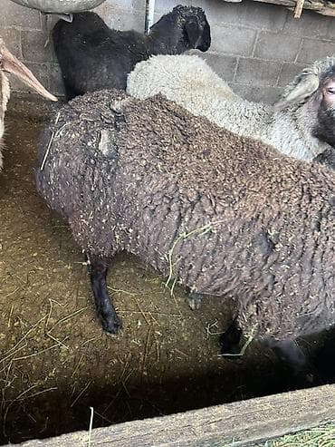 Другие животные: Продаю | Овца (самка) | Для разведения | Матка — 1