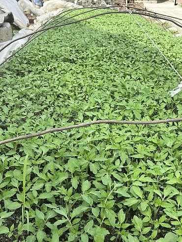 Картошка: Рассада овощных культур из теплицы Перец, баклажан, помидоры. Очень — 2