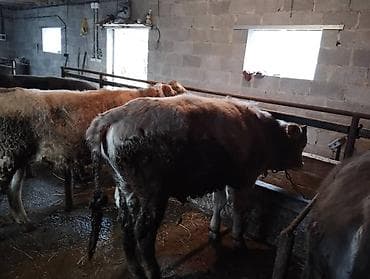 Баран, овца: Продаю | Бык (самец) — 4