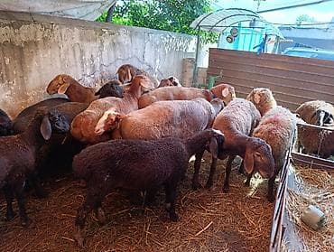 кой машынка: Продаю | Баран (самец), Овца (самка) | На забой — 6