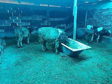 молоко воз: Продаю | Бык (самец), Музоо, торпок | На откорм, Для разведения — 5