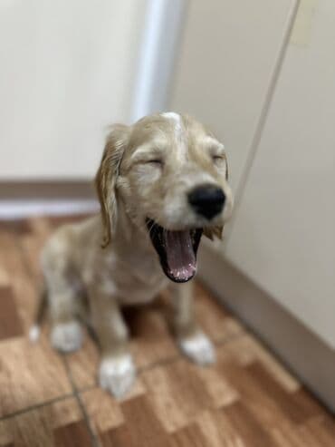 продажа собак чихуахуа: Кокер-спаниель, 2 месяца, Самец — 7