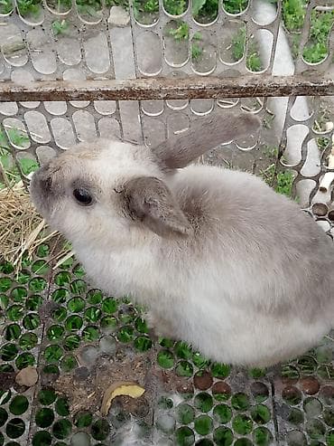 Кемирүүчүлөр: Кролик декоративный,девочка возраст 7 месецов — 1