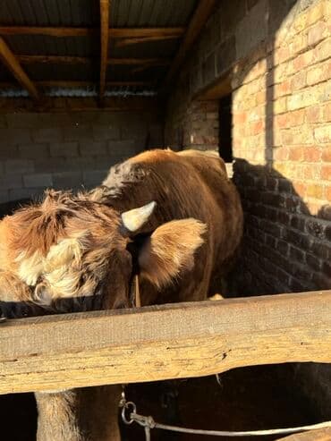 продаю музоо торпок корова самка бык самец айрширская ангус алатауская на забой для разведения на откорм племенные нетель привязанные: Продаю | Бык (самец) | На откорм | Привязанные — 9