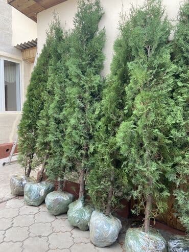 орех купить саженцы: Көчөттөр дарактардын: Туялар — 4