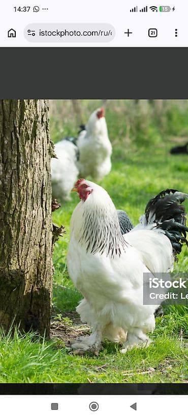 Животные: Продаю | Куры | Брама | Для разведения — 1