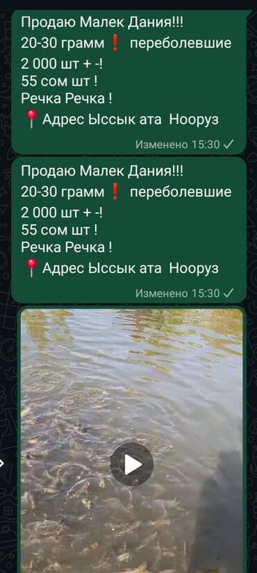 купить кошку в бишкеке: Продаётся малёк радужной Форели Дания (. форель форель малёк малёк - — 3