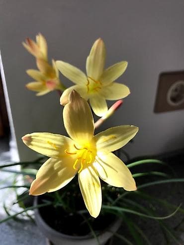 три лимона: Зефирантес жёлтый (Zephyranthes citrina) — миниатюрный луковичный — 1
