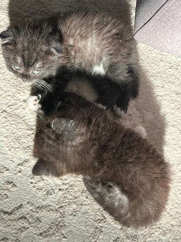 британская короткошерстная кошка: Котята-«носочки» черно-белого окраса (мини-«смокинги») - Пушистые — 5